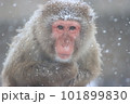 雪の中の日本猿 101899830