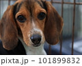 こちらを見つめる犬 101899832