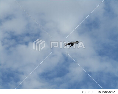 北高浜公園で見る青空と白い雲 北高浜公園で見る青空と白い雲 101900042