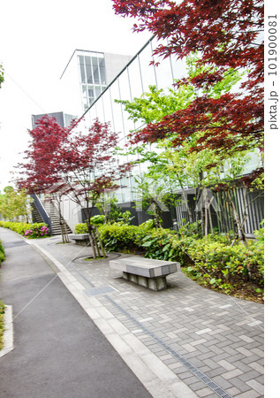 自宅近くの街路樹 101900081