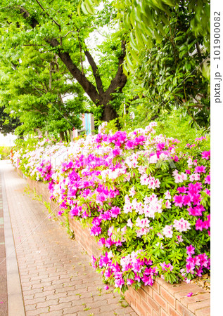 きれいな春の花 101900082