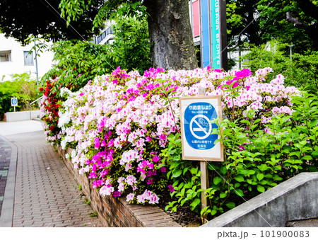 きれいな春の花 101900083