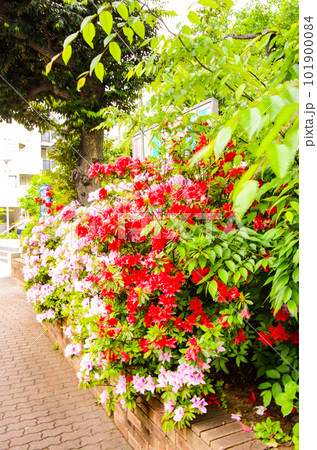 きれいな春の花 きれいな春の花 101900084