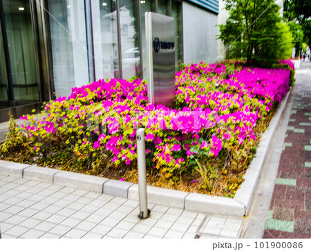 きれいな春の花 101900086