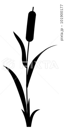 Reed water grass plant vector icon isolated on white background. Reed water grass plant vector icon isolated on white background. 101900177