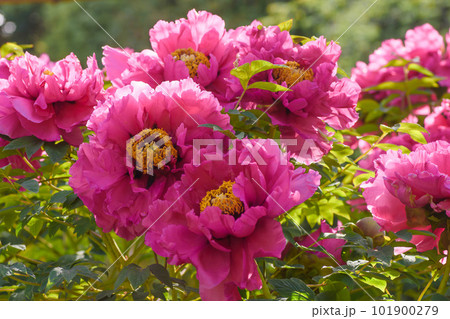 豪華で艶やかな花　牡丹の花 101900279
