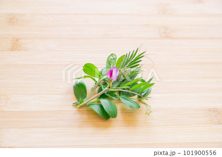 春の花 カラスノエンドウ 春の花 カラスノエンドウ 101900556