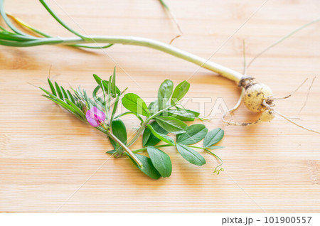 春のノビルとカラスノエンドウ 101900557