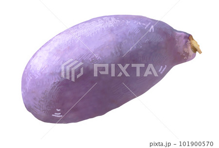 繊細なあけびのイラスト 手描き リアル フルーツ 繊細なあけびのイラスト 手描き リアル フルーツ 101900570