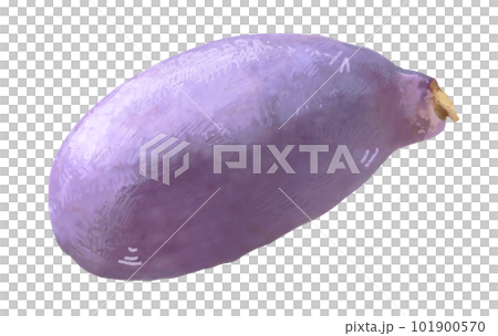 繊細なあけびのイラスト 手描き リアル フルーツ 繊細なあけびのイラスト 手描き リアル フルーツ 101900570