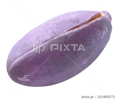 繊細なあけびのイラスト　手描き　リアル　フルーツ 101900571