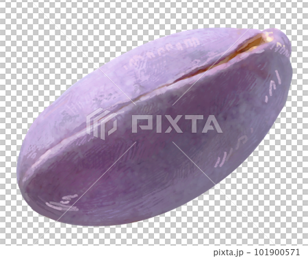 繊細なあけびのイラスト　手描き　リアル　フルーツ 101900571