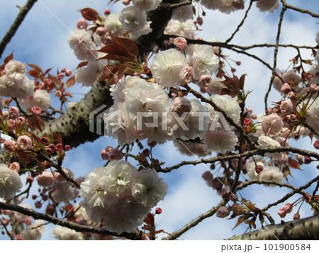 桜では遅れて咲く北高浜公園の八重桜 101900584