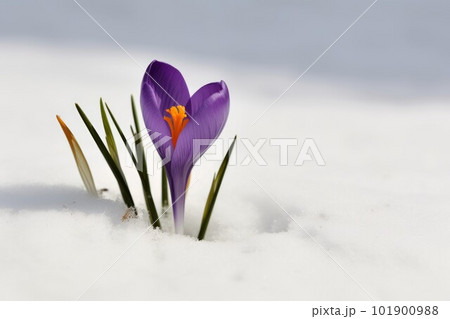 Crocus spring snow flower. Spring winter. Generate Ai Crocus spring snow flower. Spring winter. Generate Ai 101900988