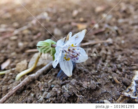 セツブンソウの花 セツブンソウの花 101901295