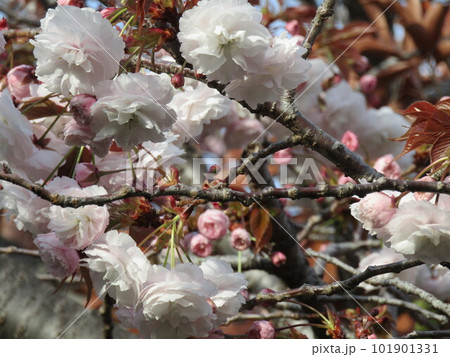 桜では遅れて咲く北高浜公園の八重桜 101901331