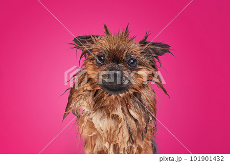 Funny little dog standing with wet fur after bath against background 101901432