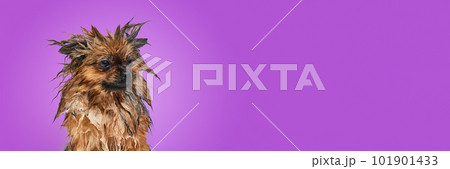 Funny little dog standing with wet fur after bath against purple background. Emotive muzzle 101901433