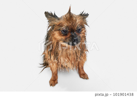 Funny little dog taking bath, standing with wet fur against white background. Messy look Funny little dog taking bath, standing with wet fur against white background. Messy look 101901438