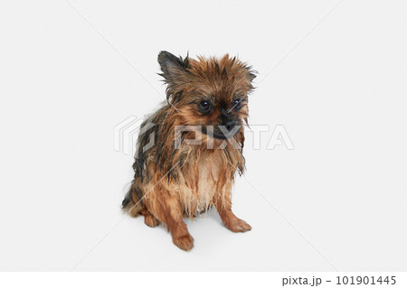 Funny, calm, little dog taking bath, standing with wet fur against white background 101901445