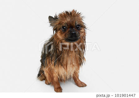 Funny little dog taking bath, standing with wet fur against white background. Morning routine 101901447