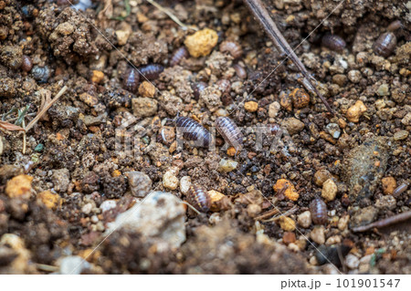 湿った土の上に集まるダンゴムシ 101901547