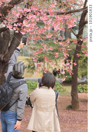 満開の桜の下で写真を撮る男女 満開の桜の下で写真を撮る男女 101901633