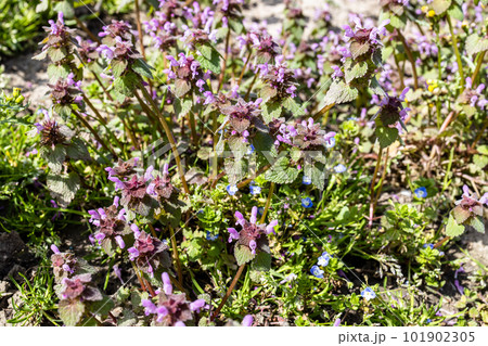 above view of deadnettle plant closeup on garden 101902305
