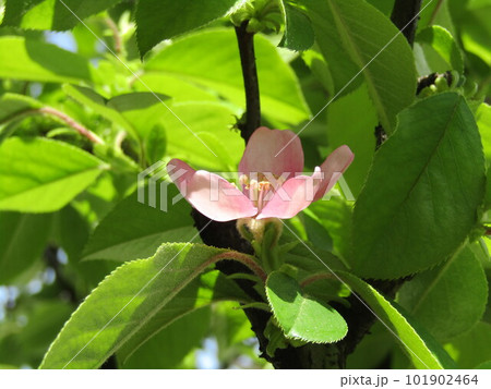 秋に黄色い実を付けるカリンの桃色の花 秋に黄色い実を付けるカリンの桃色の花 101902464