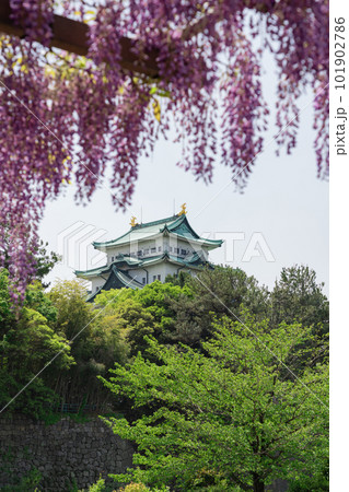 名城公園、名古屋城と満開の藤〈愛知県名古屋市〉 名城公園、名古屋城と満開の藤〈愛知県名古屋市〉 101902786