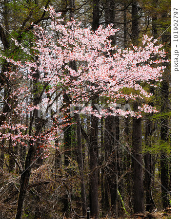 桜が似合う景色 桜が似合う景色 101902797