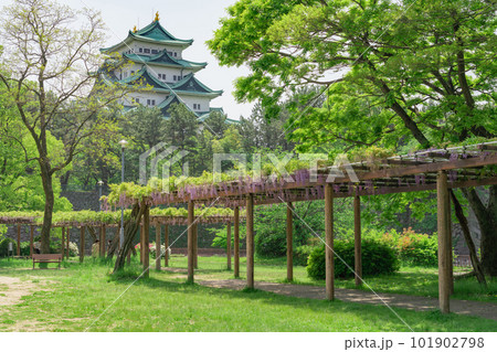 名城公園、名古屋城と満開の藤〈愛知県名古屋市〉 101902798
