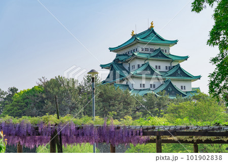 名城公園、名古屋城と満開の藤〈愛知県名古屋市〉 101902838