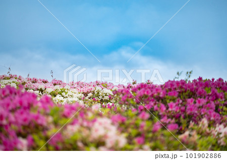 つつじ　青空　色とりどり 101902886