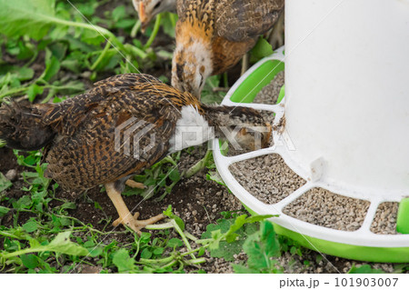 Brown small brama chickens at the feeder household poultry farming 101903007
