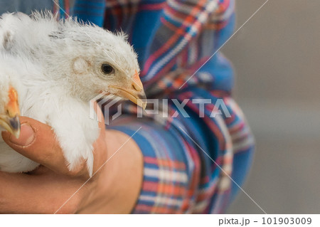 Farmer holding a white brama chicken, close-up, poultry farming Farmer holding a white brama chicken, close-up, poultry farming 101903009