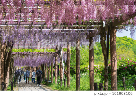 名城公園、満開の藤〈愛知県名古屋市〉 名城公園、満開の藤〈愛知県名古屋市〉 101903106