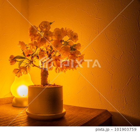 屋内の間接照明に照らされている小さな鉢植えの桜 101903759