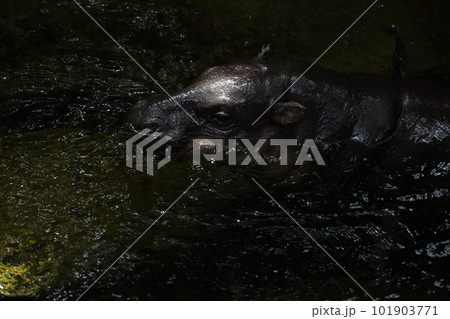The baby Dwarf hippopotamus rest in water 101903771