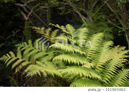 Golden moss fern Chain Fern close up Golden moss fern Chain Fern close up 101903862