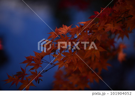 日陰でささやかに紅葉の姿を見せる紅葉 101904052