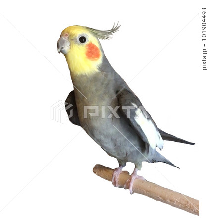 オカメインコ 101904493