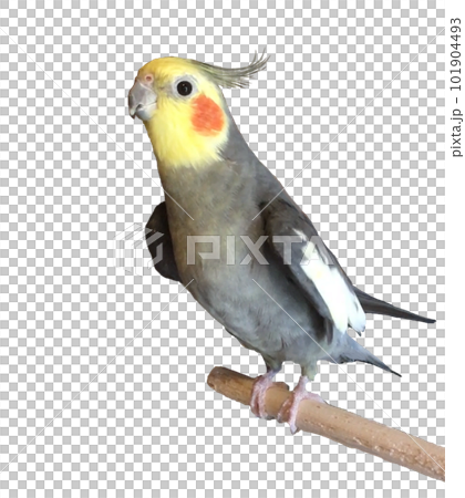 cockatiel 101904493