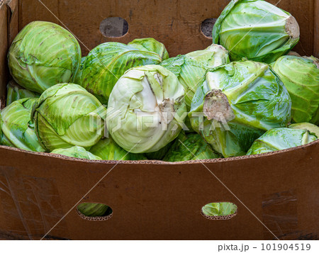 Harvest of cabbage in a cardboard box. 101904519