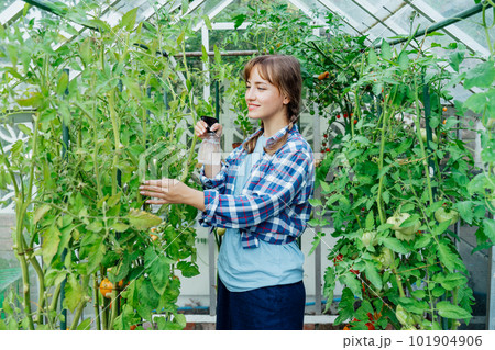 Young woman spraying nature fertilizer, mature to a tomato plants in the greenhouse. Organic food growing and gardening. Eco friendly care of vegetables. The concept of food self-sufficiency 101904906