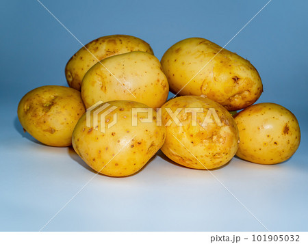 Vegetable agricultural crop of the Solanum tuberosum plant. Vegetable agricultural crop of the Solanum tuberosum plant. 101905032