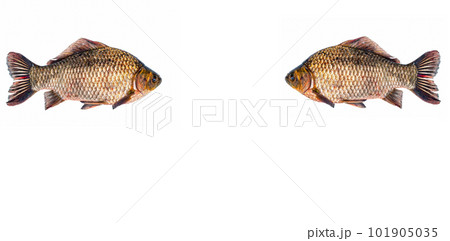 Freshwater fish crucian carp on a white background. 101905035