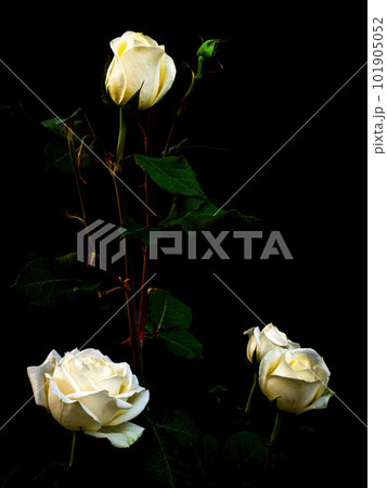 White rose flower on a black background. 101905052
