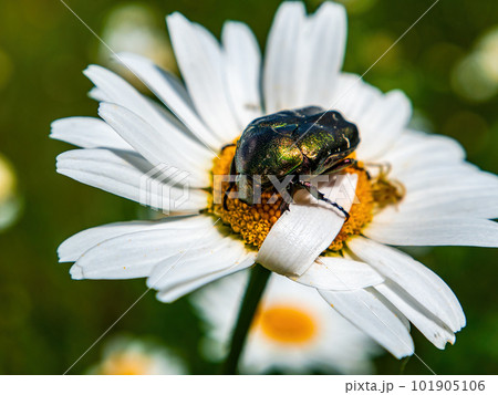 Green beetle Cetonia aurata on a blooming chamomile flower. 101905106