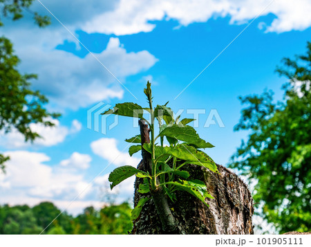 Green shoots of leaves of a cut branch of a tree. 101905111